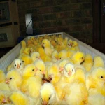 Live healthy Ostrich Chicks for sale / Red & black neck Ostrich chicks