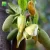 Import Low price sweet flavor Artocarpus heterophyllus jackfruit seedling fruit from China