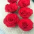 Import luxury and colorful preserved fresh flower forever dried pink rose from China