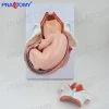 Medical science subject and medical teaching manikin , delivery model /childbirth pregnancy