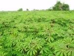 Natural Dried Cassava Chips