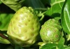 Natural noni powder price noni prices Noni Fruit Extract