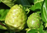 Natural noni powder price noni prices Noni Fruit Extract