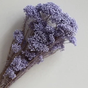 natural real preserved millet flowers for flower bouquets in valentine day