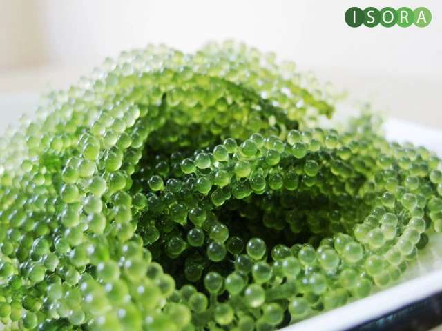 Natural Sea Grapes / Green Caviar / Lato Salt Seaweed Origin in Vietnam /Ms.Elysia+84 364930172