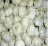New Crop Normal White Fresh Garlic for Sale