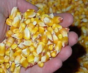 New Crop Yellow Corn for Animal Feed/ Dried Yellow Corn for Buyers and Importers
