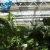Import New design garden greenhouse DIY at your option from China