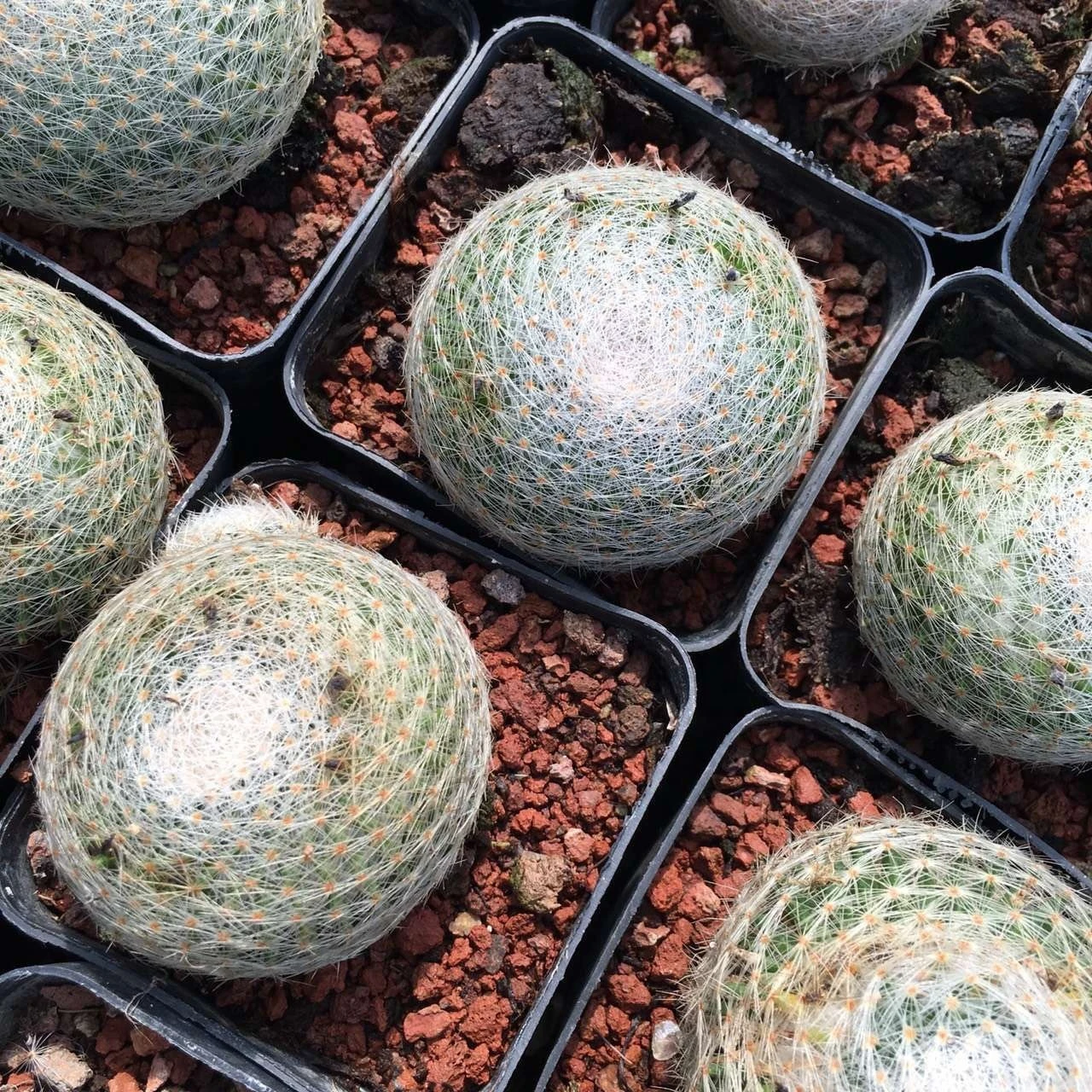 Nursery wholesale unique Mammillaria lenta, beautiful and special Cactus Plants