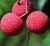 Import Oem food all kinds of fruits canned lychee green food from China
