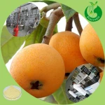 Organic Loquat Leaf Extract Powder Ursolic Acid