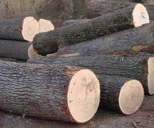 Pine Logs AB grade, beech,acasia, spruce, birch logs