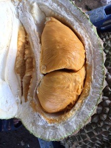 Premium Fresh Juicy Black Thorn Whole Durian Best Wholesale Price in Malaysia