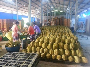 Premuim Fresh Durian from Thailand