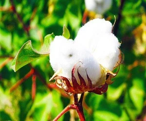 pure cotton price importer by manufacturer