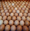 Quality Brown Table Eggs / Fresh White and brown table eggs