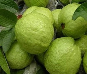 QUALITY FRESH GUAVA (Pink and White) for export