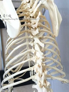 R190113 Veterinary Supply Animal Pet Dog Medical Anatomy Canine Skeleton Model