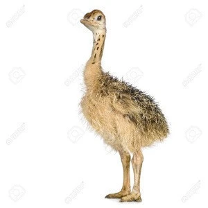 Red and Black neck Ostrich birds for sale
