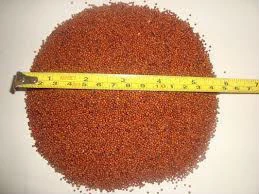 Red sorghum Available