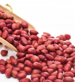 Rich in  protein Rich organic protein Kernel Raw Peanuts Kernel Peanut