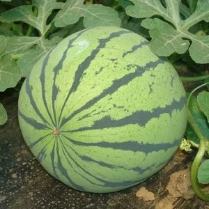 S613 Xi gua China Wholesale Best Price Best Watermelon Seeds