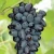 Import Seedless Grape from South Africa