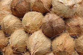 Semi Husked Mature Coconut,  Great Quality Coconut And Cheap Price