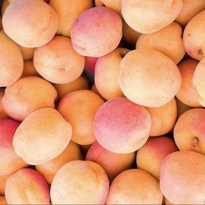 SGS CERTIFIED Fresh apricot, Organic Fresh apricot, Fresh Apricot For Sale