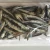 Import South Africa Best quality fertile cheap dried anchovy from South Africa