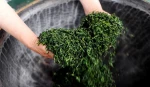 Special Vietnam Green Tea High Quality - Wholesale Green Tea Best Quality - Dried Organic Herbal Tea