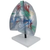 SUMO Life-Size Transparent Lung Segment Model  Medical  Science Aid