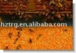 Tea Bee Pollen