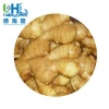 various type ginger with great quality
