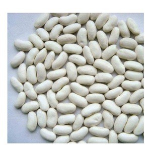 white kidney beans / butter bean / white bean High quality cheap Price Bulk Quantity available Wholesaler
