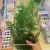 Import Wholesale Asparagus Fern Green Foliage Preserved Green Leaves From China from China