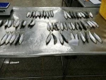 Wholesale best fresh frozen sardine for delicious canned