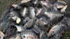 wholesale China seafood frozen whole round black tilapia fish price per kg