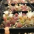 Import Wholesale lithops new cactus succulent Hot sale minimum succulent plants Conophytum living stone from China