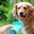 Import Wholesale Outdoor Leakproof Portable Puppy Pet Travel Water Bottle For Dogs from China