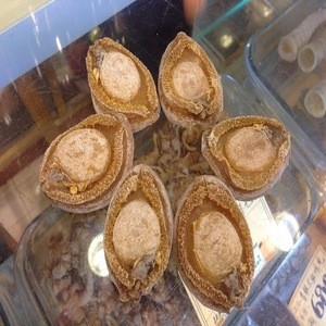Wholesale Shellfish Dried Abalone