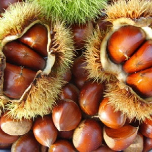 World standard chestnuts/ sweet chestnut/ organic fresh chestnut kernel