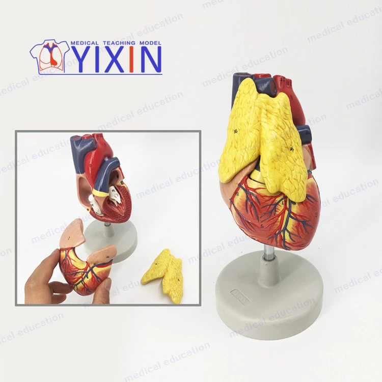 YIXIN/ Classic heart with thymus, 3 parts, natural size
