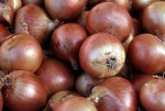 Export grade Brown Onions supply