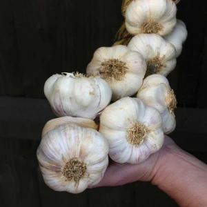 Garlic-Seeds