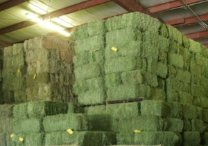 Grade A Alfalfa Hay / Timothy Hay /Animal Feed / Alfalfa Hay pellets for sale