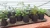 Import Fabric Bags For Growing Plants, Seeding Plants in Grow Bags from India