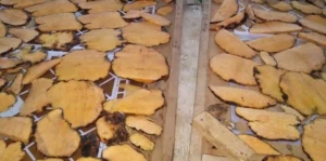 Dried yellow konjac chips