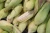 Import White Corn from Tanzania
