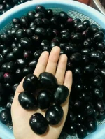 FRESH SWEET PLUMS, PREMIUM CAMEROONIAN FRUITS